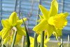 daffodils_275.jpg