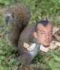 nassbaldysquirrel.jpg