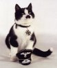 kitler30.jpg