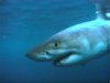 shark swimming.jpg