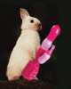 rabbit.gif