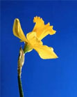 daffodil